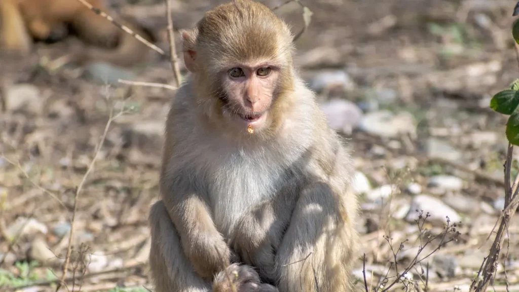 Male Monkey Names