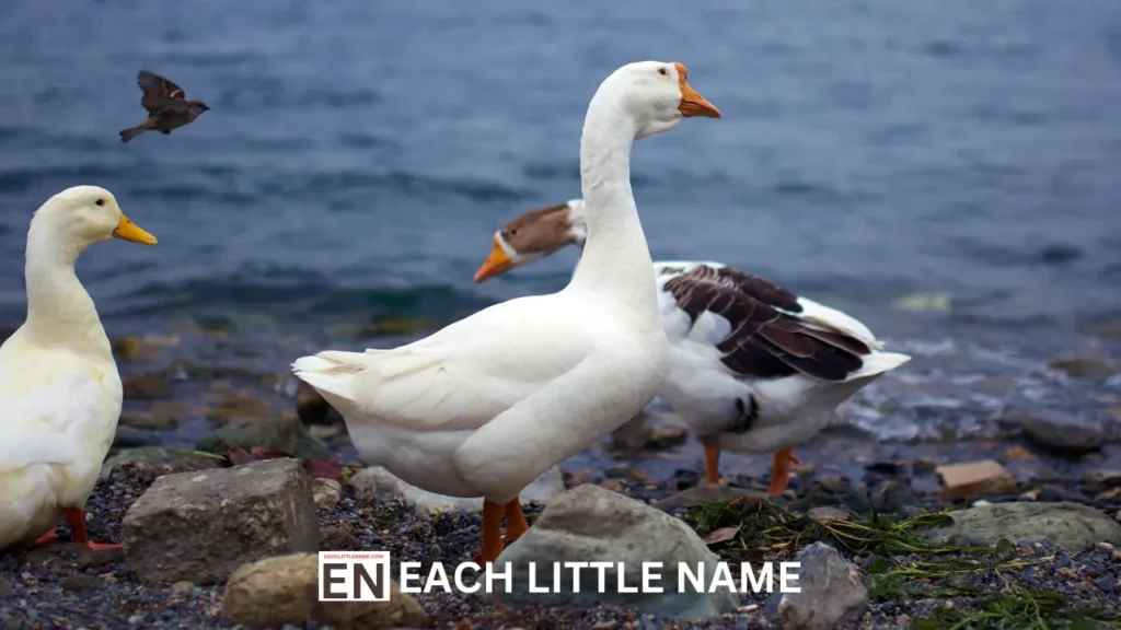 Goose Names 