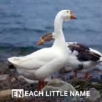 Goose Names