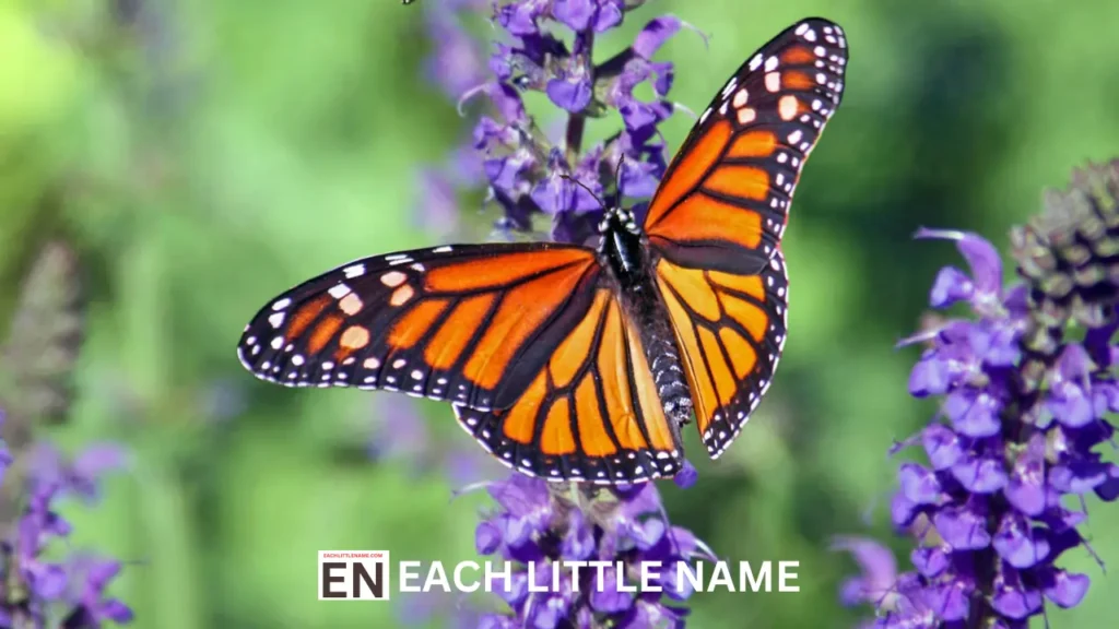 Unique Butterfly Names