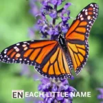 Unique Butterfly Names