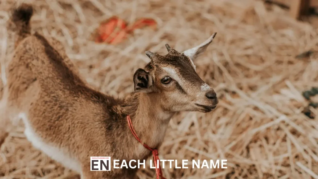 Unique Goat Names