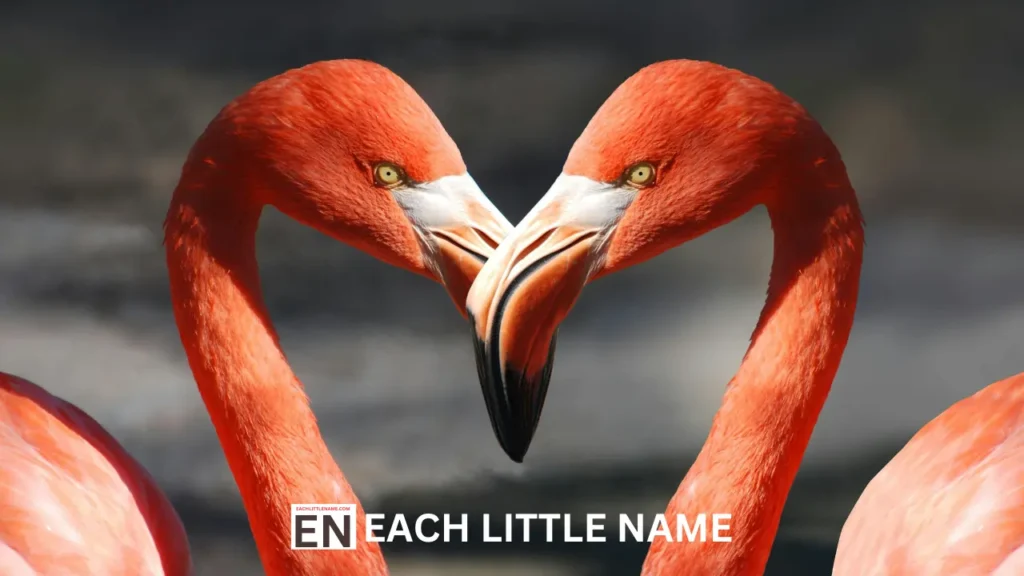 Flamingo Names