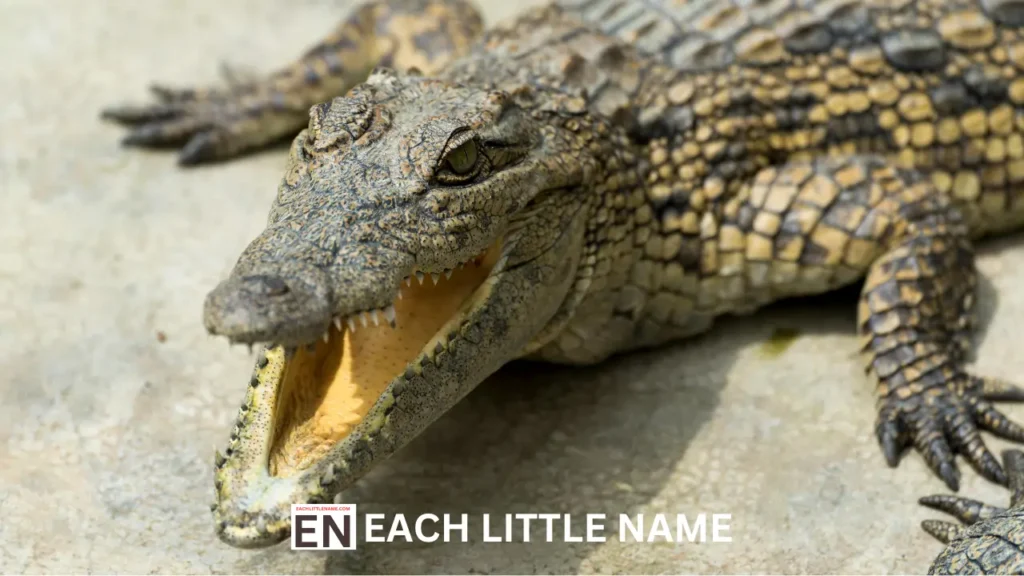 funny Crocodile Names