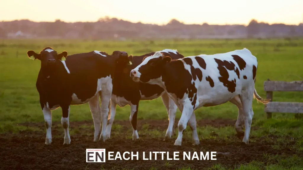 Cow Names