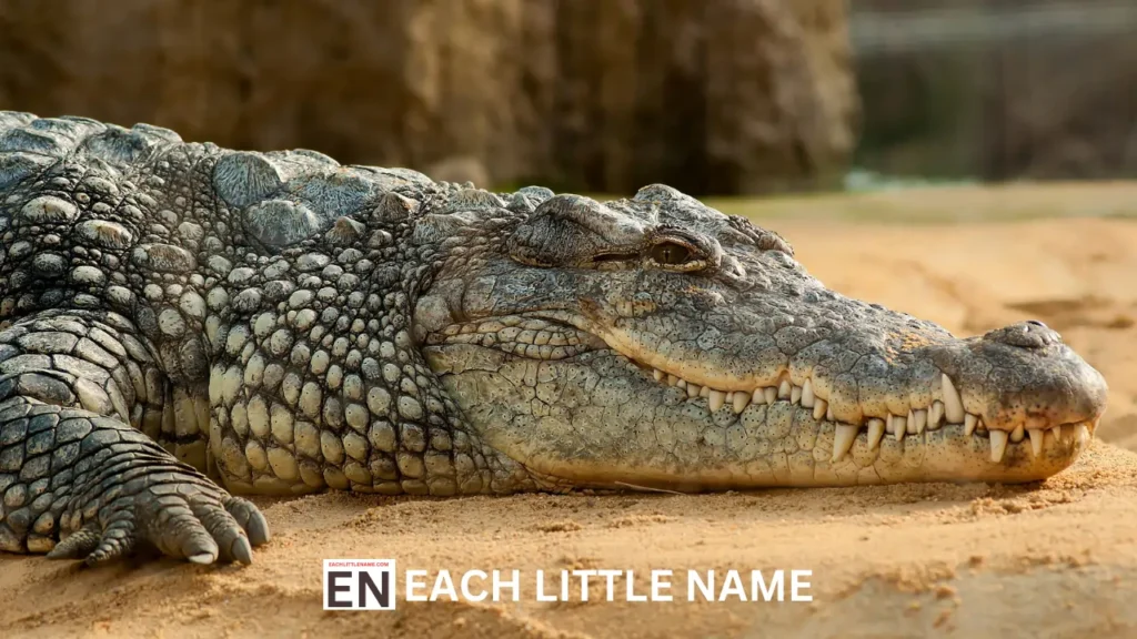 Crocodile Names