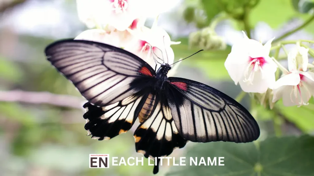 Butterfly Names