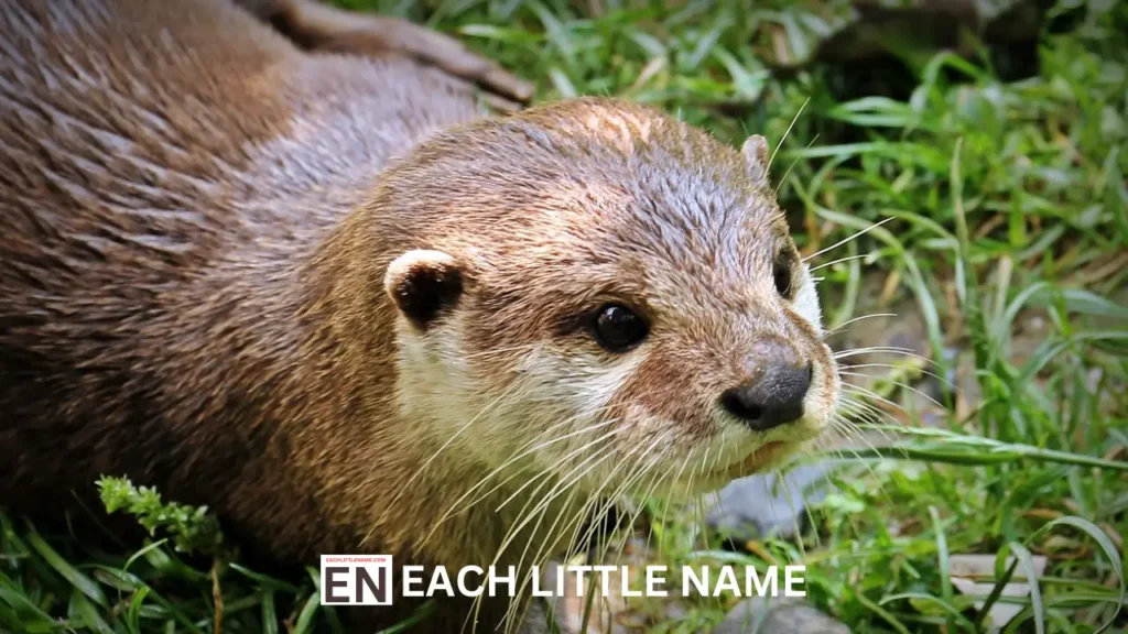 Otter Names