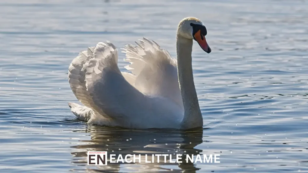 Swan Names