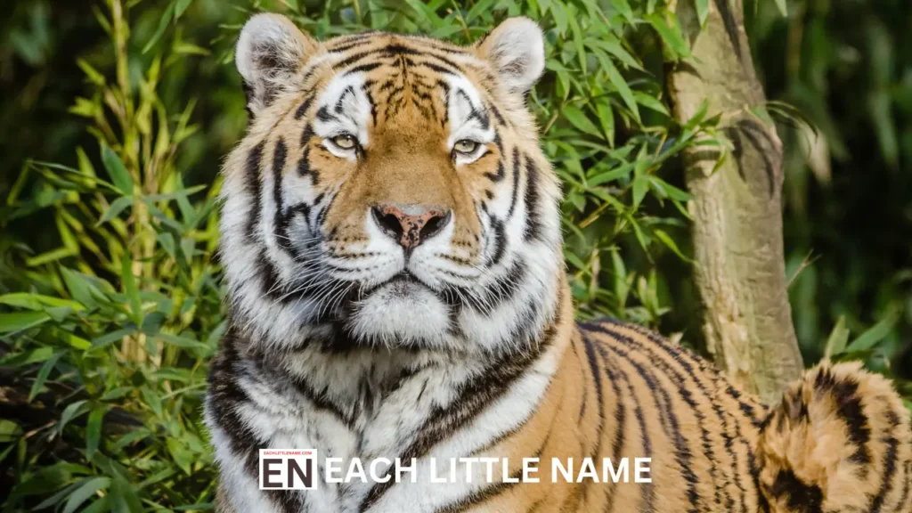 Tiger Names