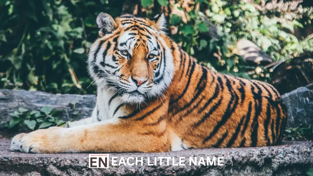 Funny Tiger Names