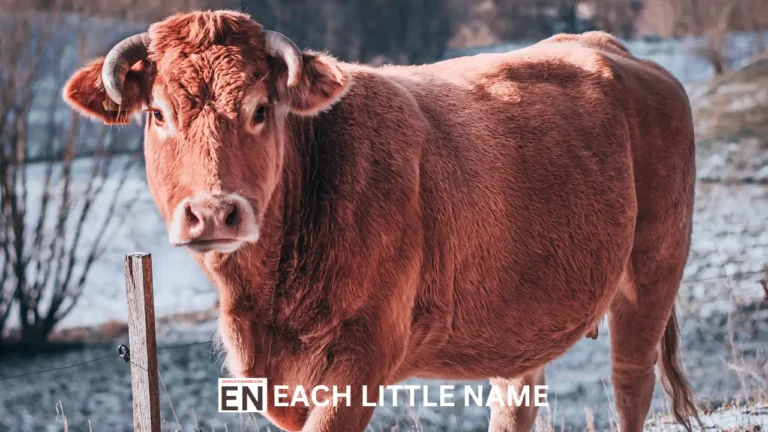 600+ Good Bull Names – (Funny, Unique and Famous)