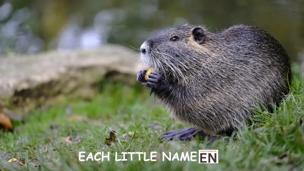 Beaver Names