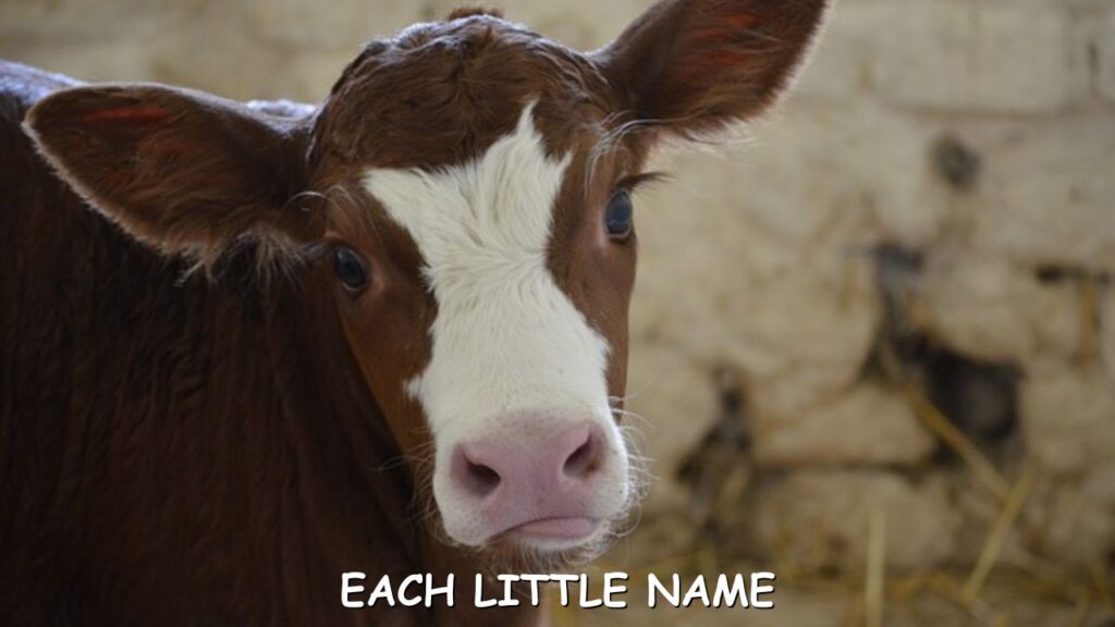 Cute Cow Names