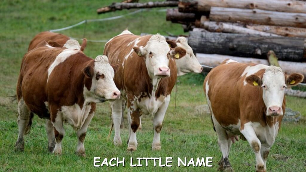 Famous Cow Names