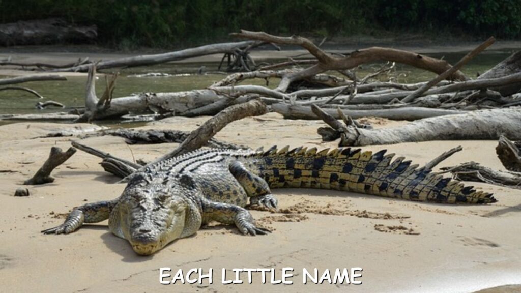 Female Crocodile Names