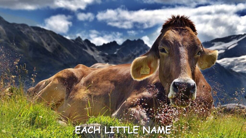 Funny Cow Names