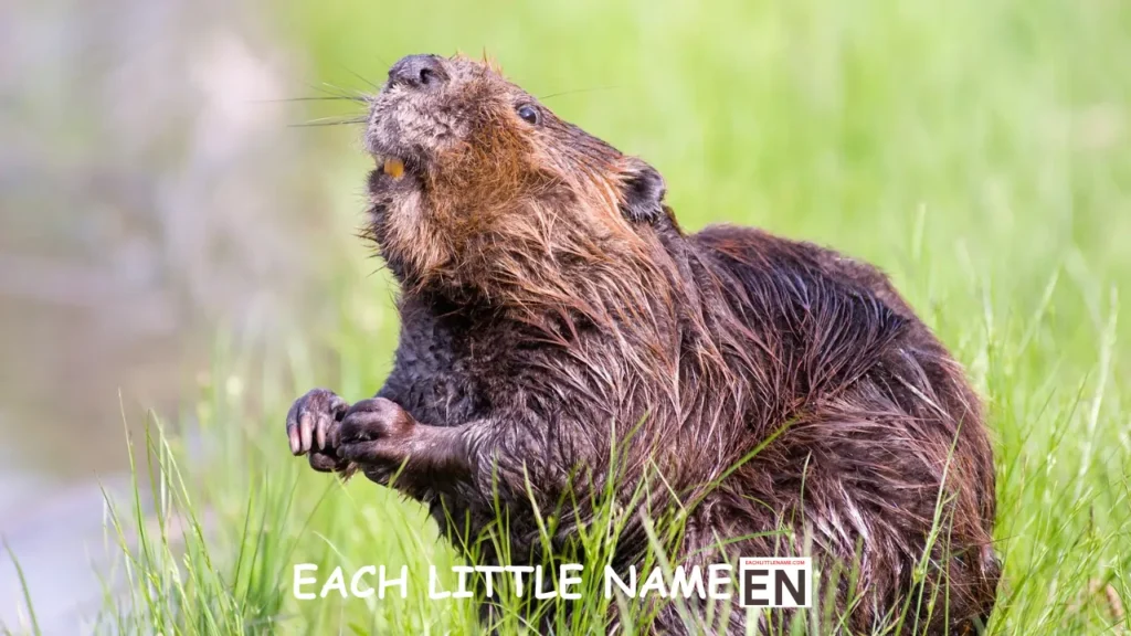 Good Beaver Names