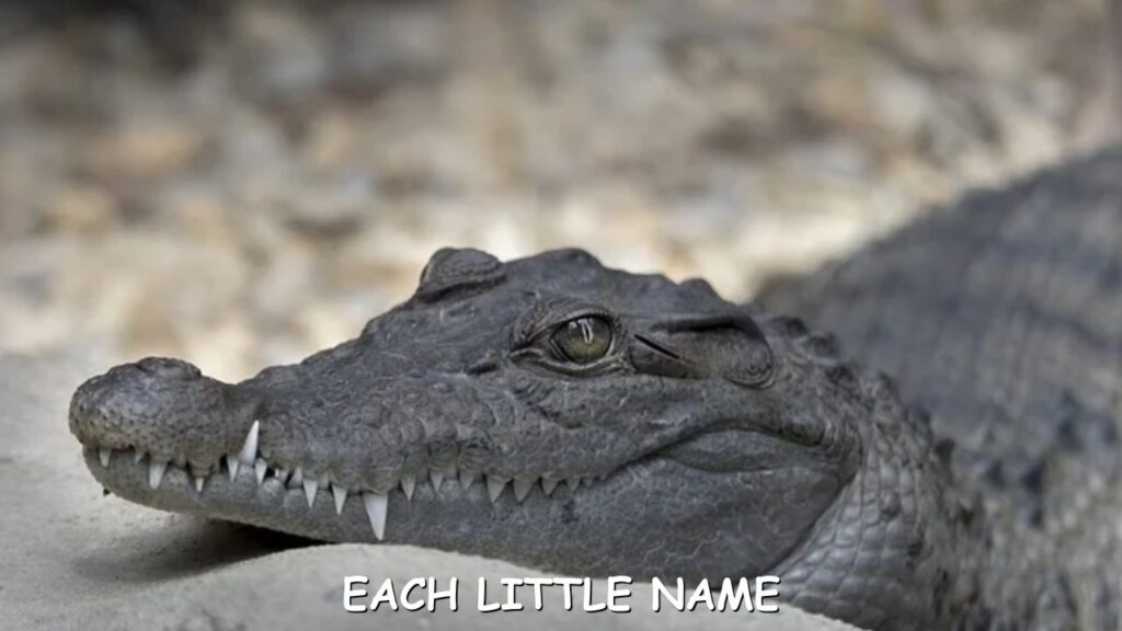 Good Crocodile Names