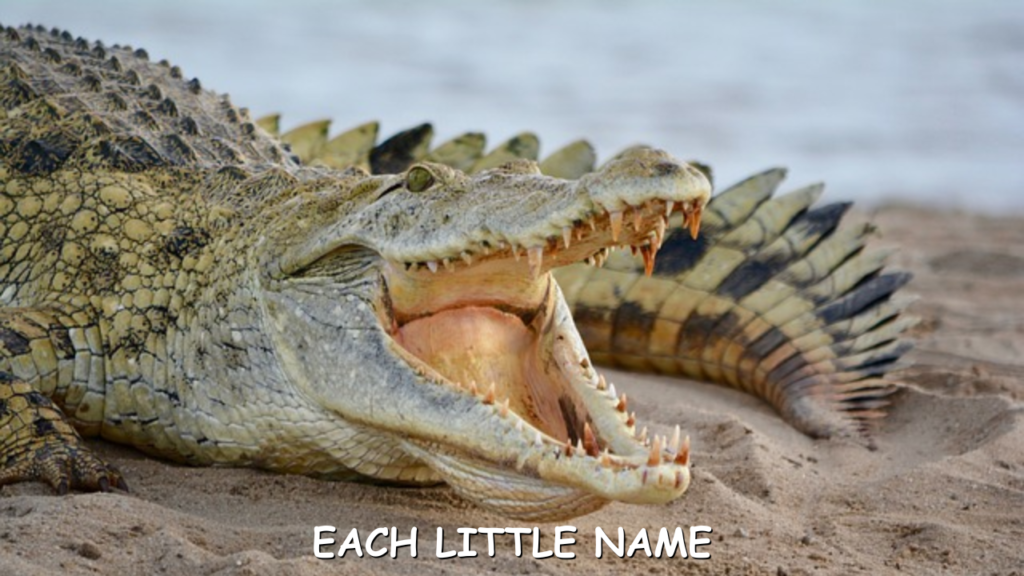 Male Crocodile Names