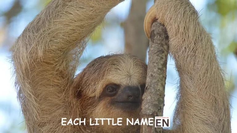 530+ Sloth Names (Cute, Funny, Unique, and Cool)