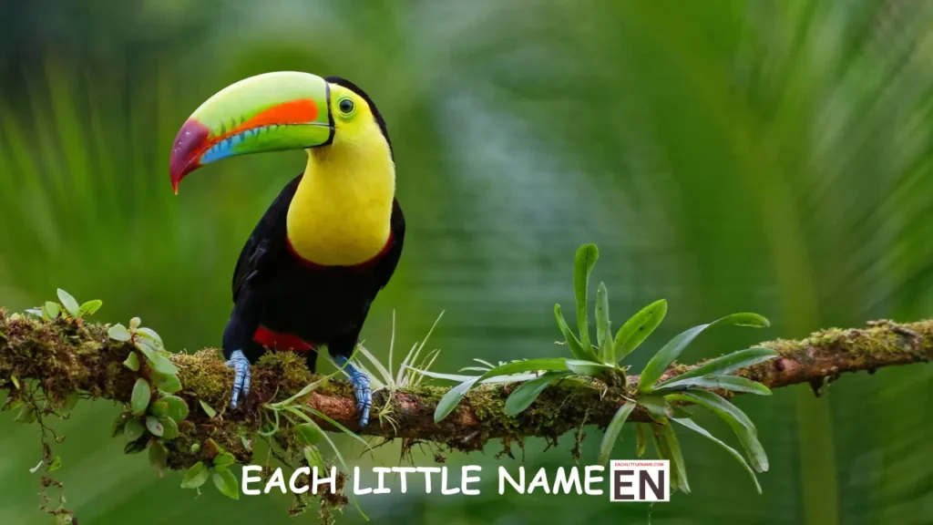 Toucan Names