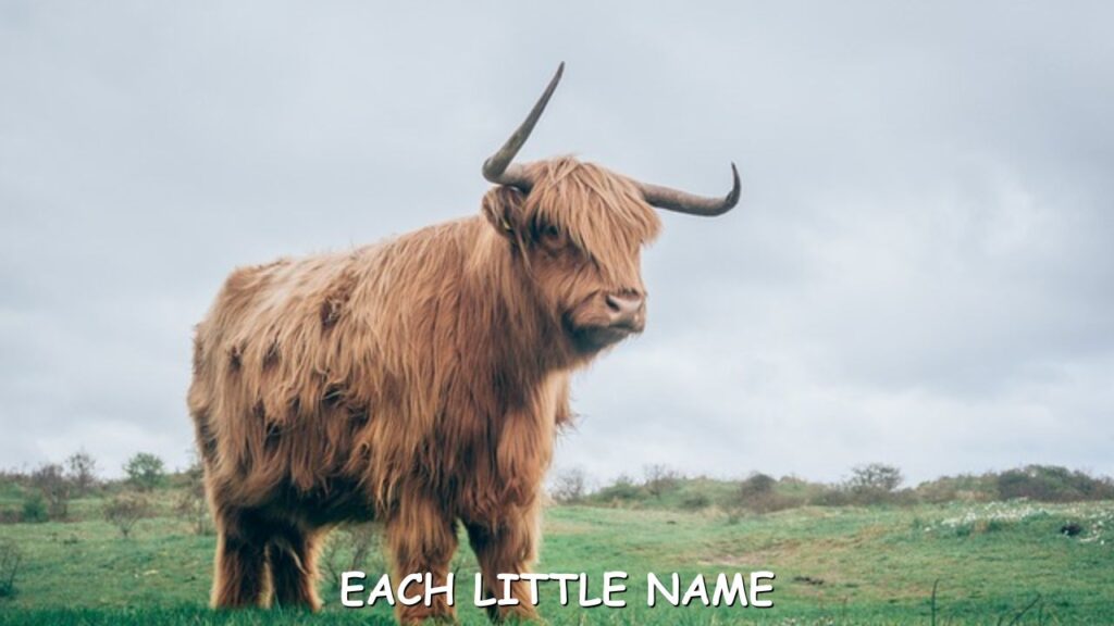 Unique Cow Names