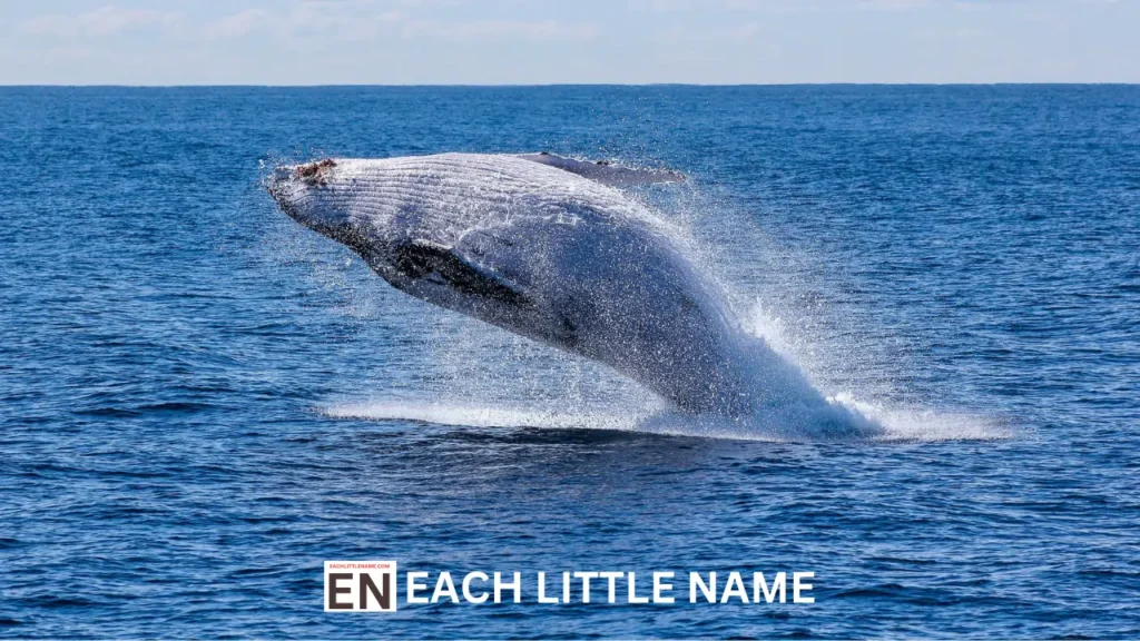 Whale Names