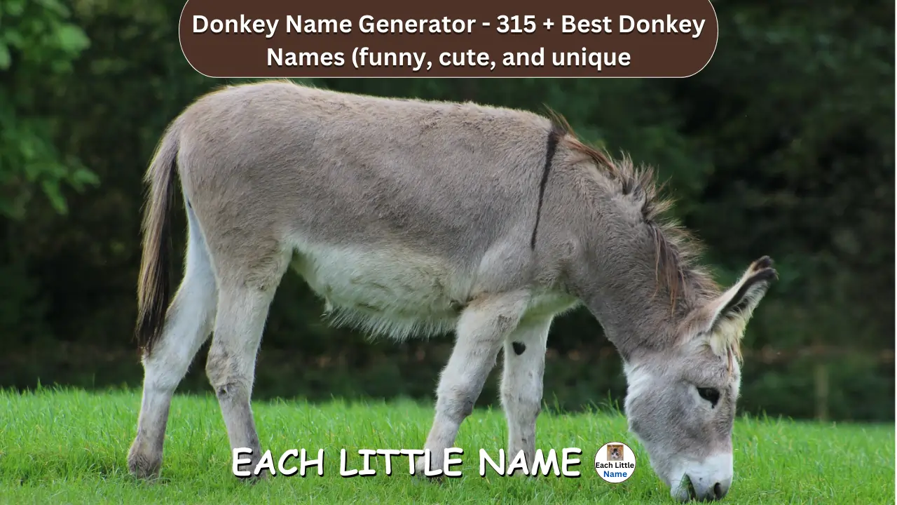 Donkey Names