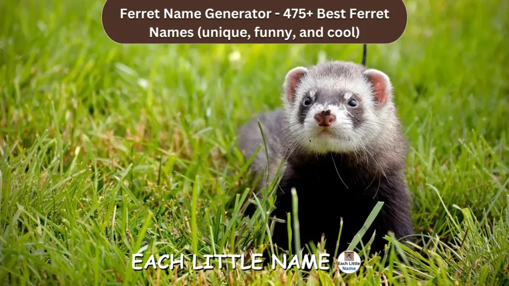 Ferret Names