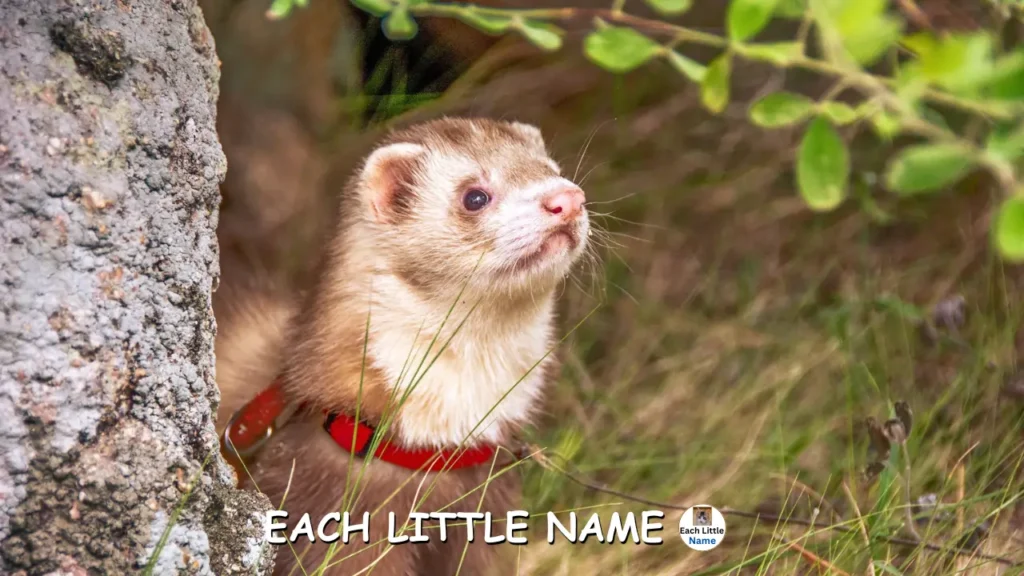 Funny Ferret Names