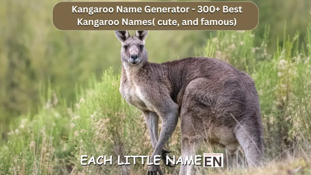 Kangaroo Names