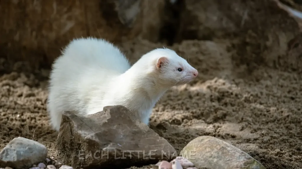 Male Ferret Names