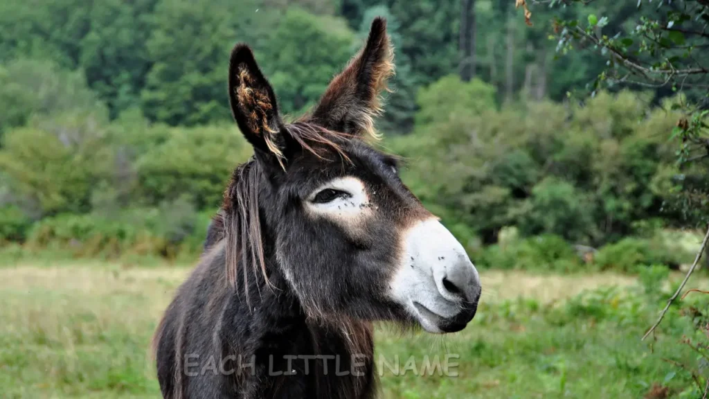 Unique Donkey Names