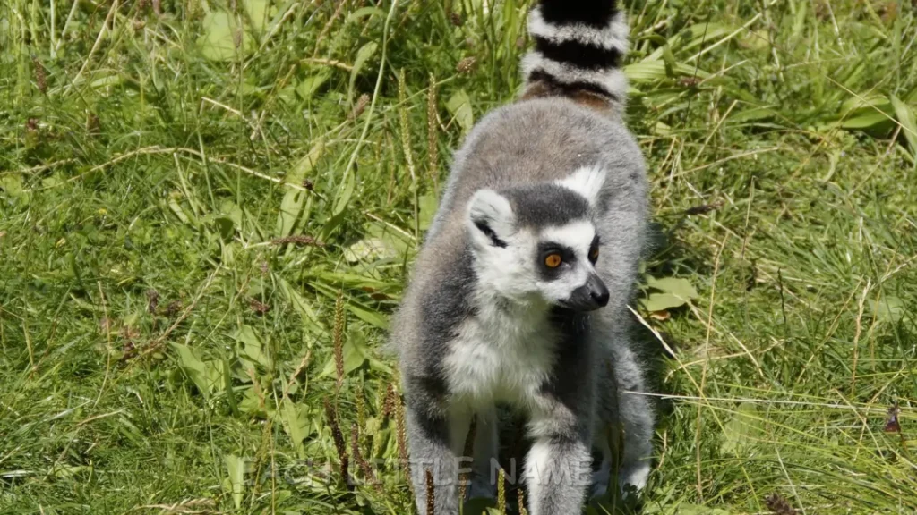 Cute Lemur Names 