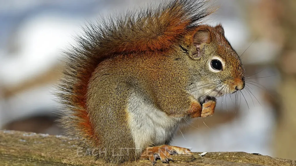 Unique Squirrel Names 