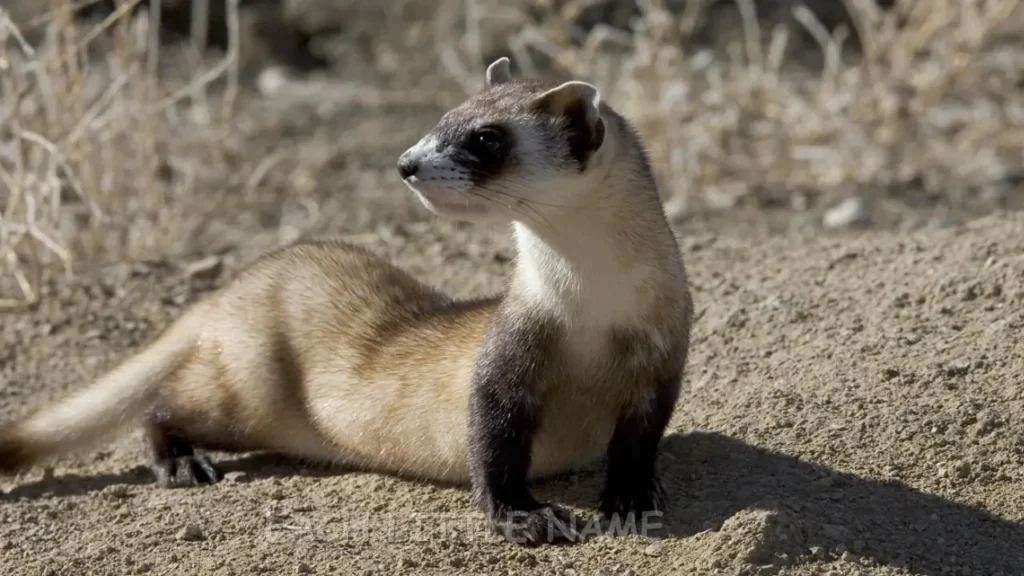 Cool Ferret Names