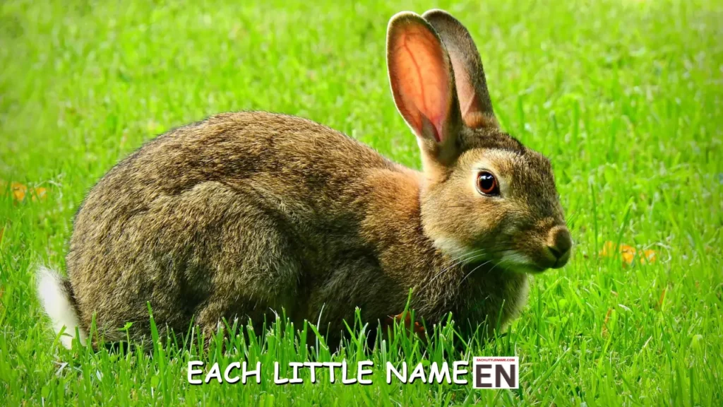 Cute Rabbit Names