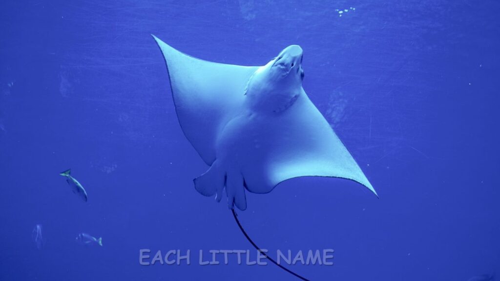 Male Stingray Names