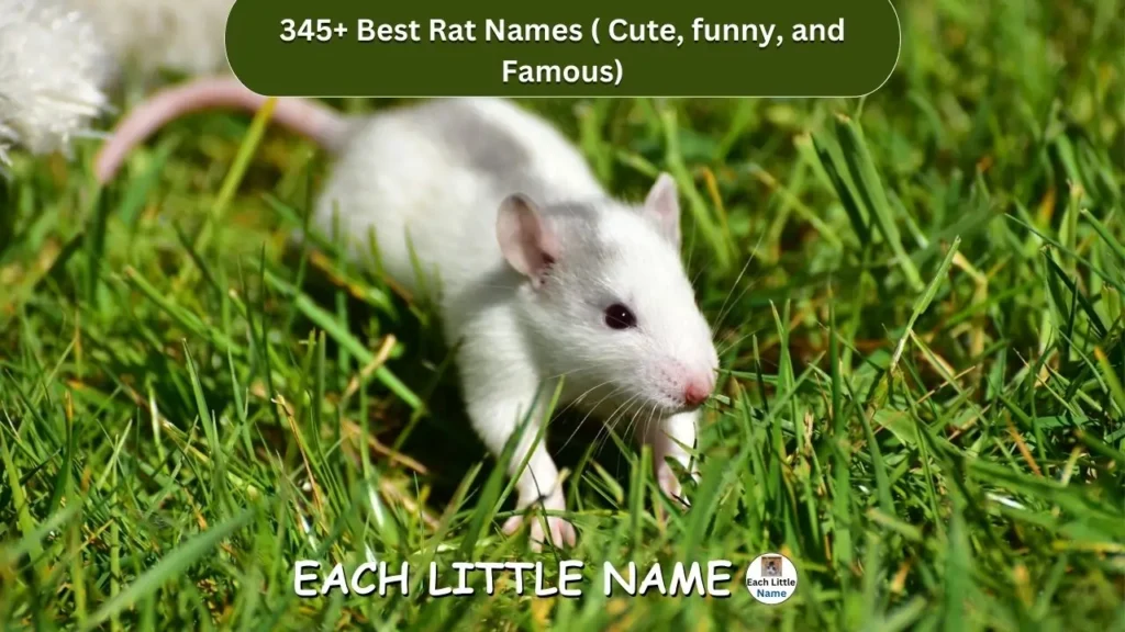 Rat Names