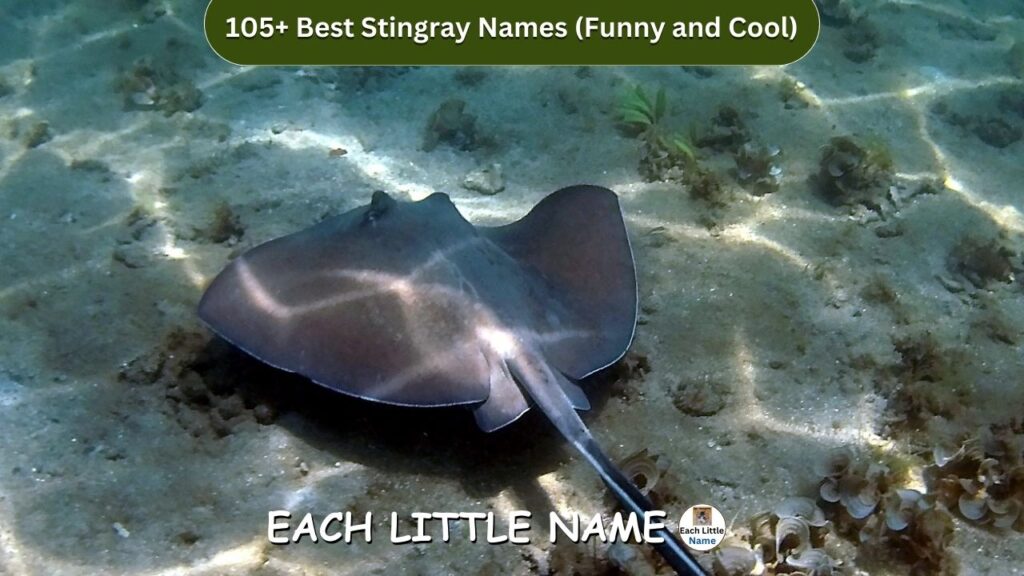 Stingray Names