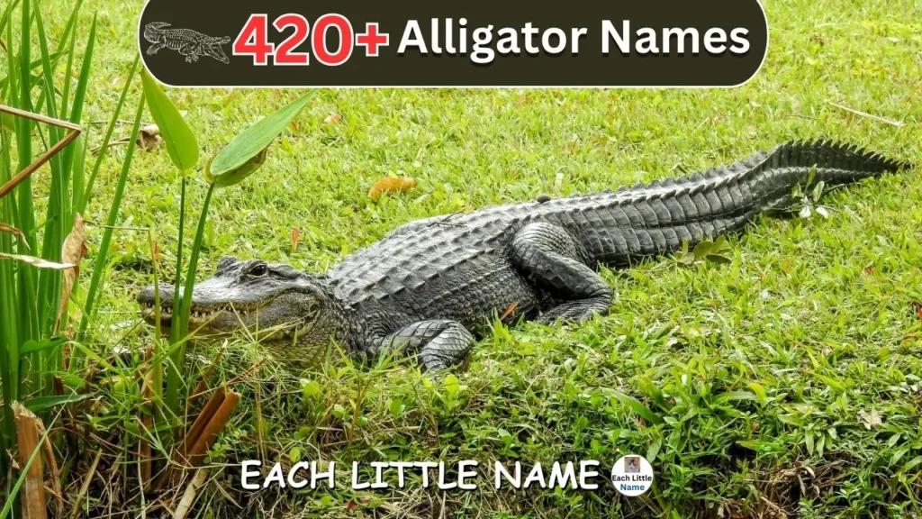 Alligator Names