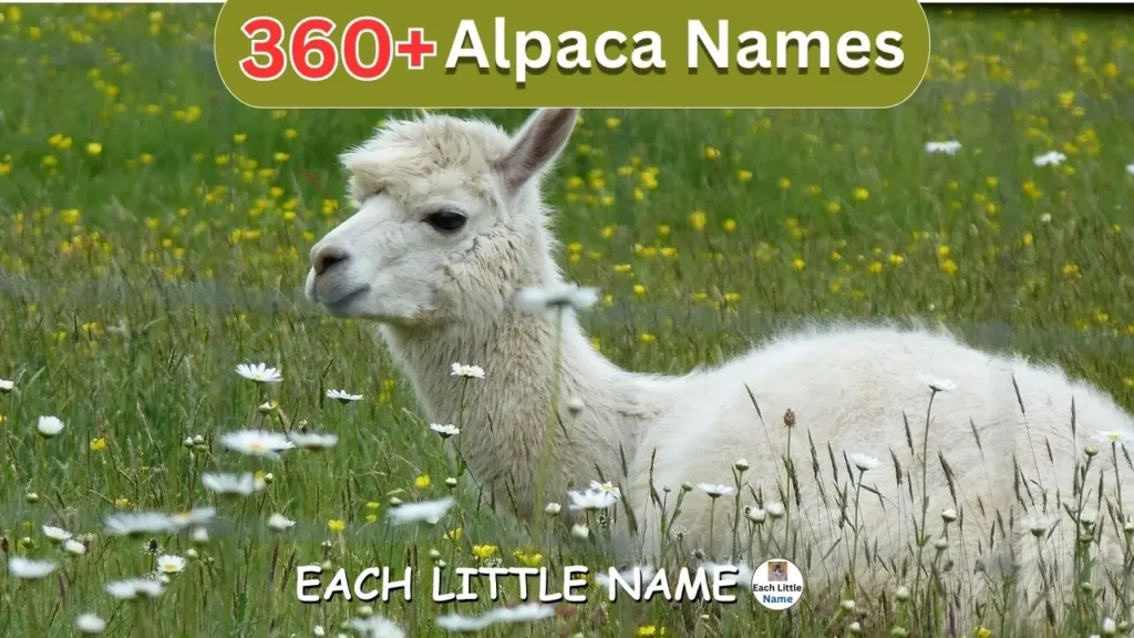 Alpaca Names