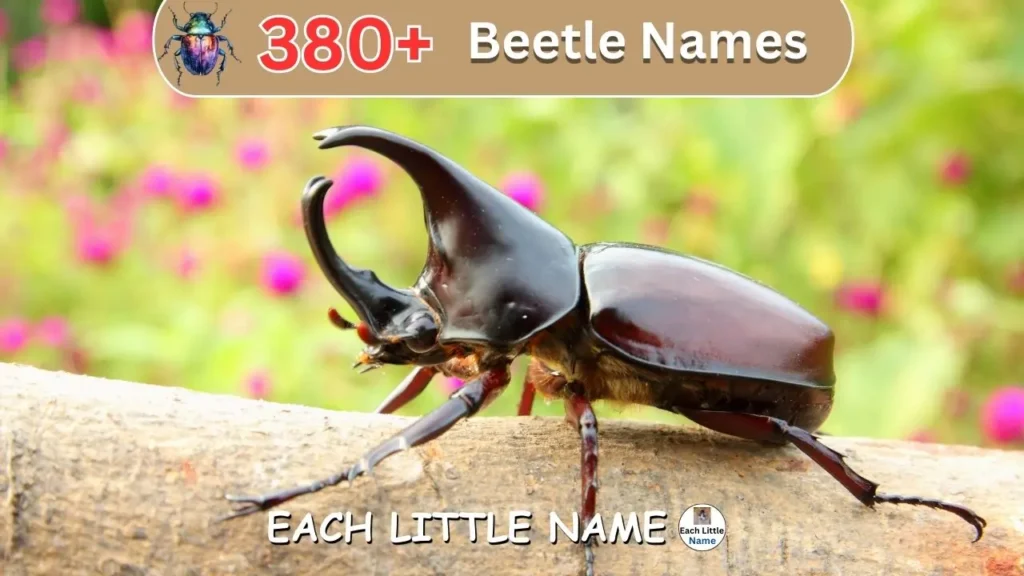 Beetle Names