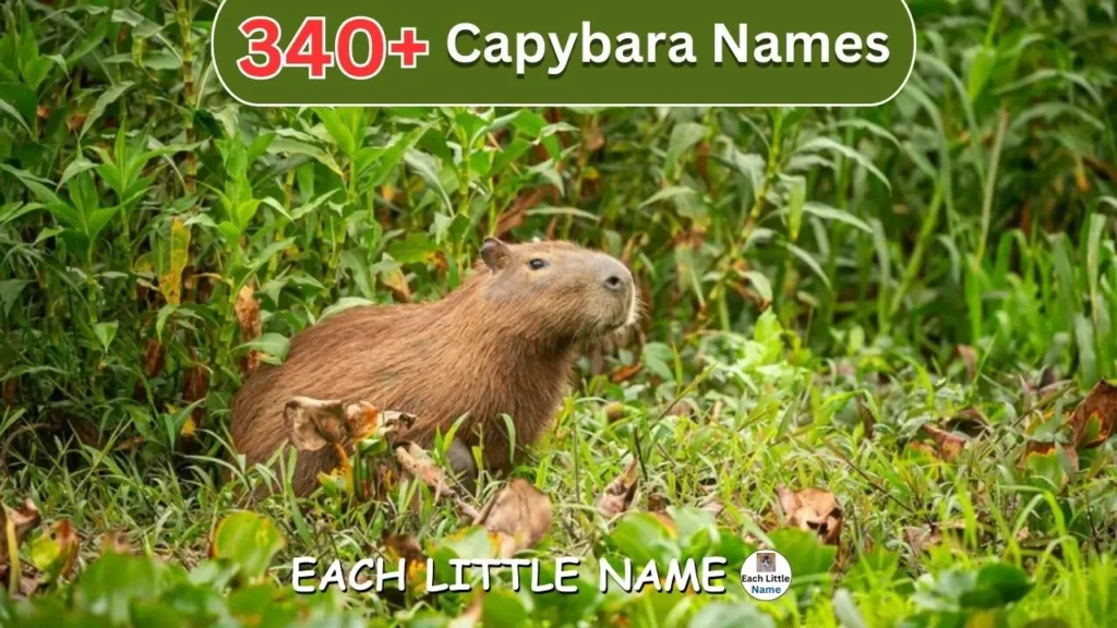 Capybara Names