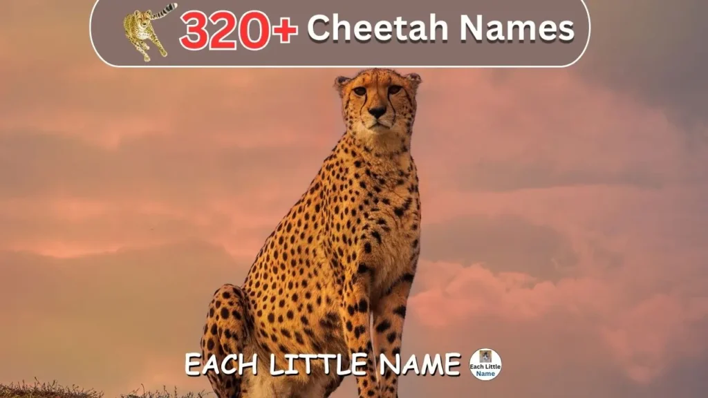 Cheetah Names