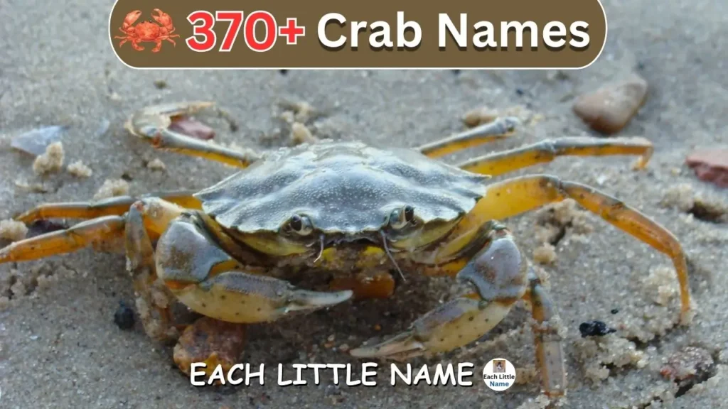 Crab Names