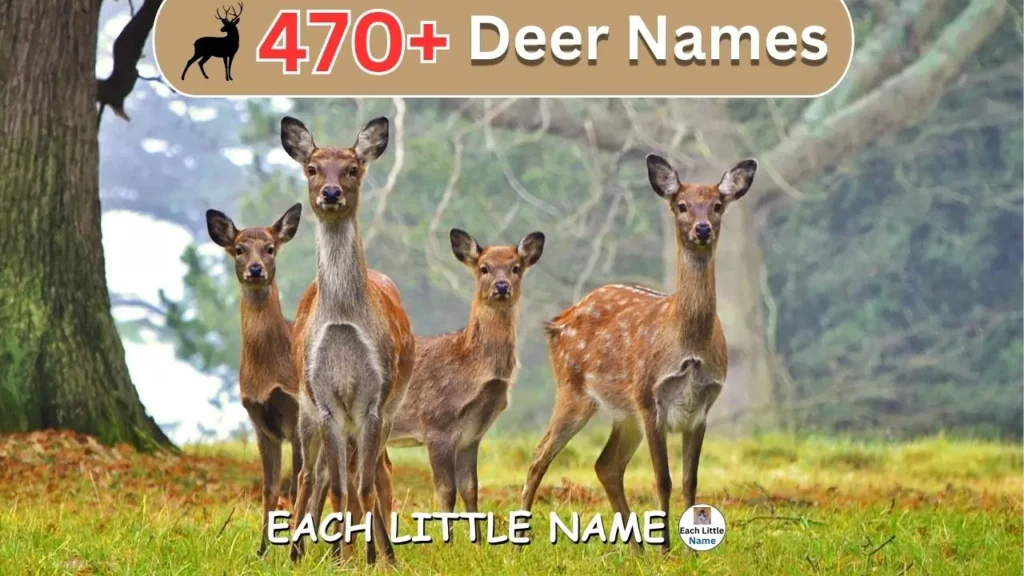 funny Deer Names