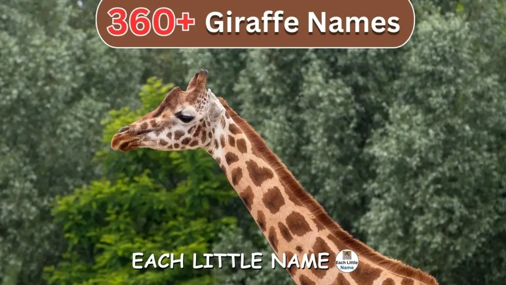 Giraffe Names