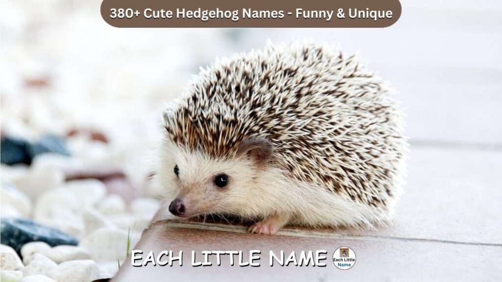 Hedgehog Names